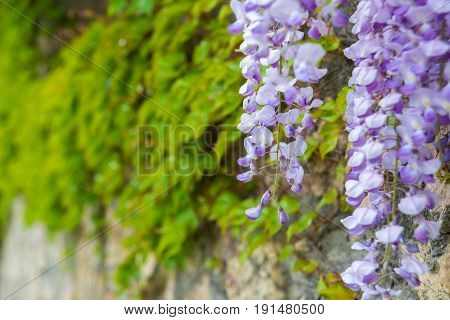 Chinese Wisteria and violet Wisteria Floribunda Macrobotrys