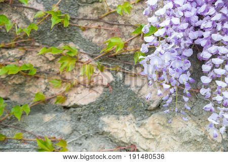 Chinese Wisteria and violet Wisteria Floribunda Macrobotrys