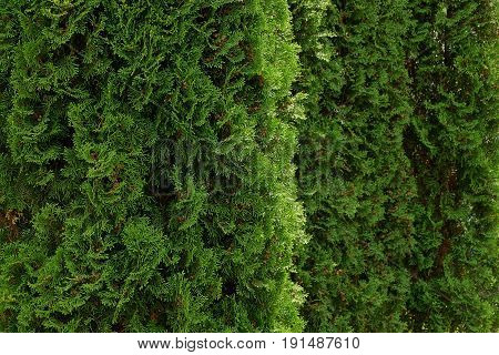 Green natural background of coniferous branches of decorative wood