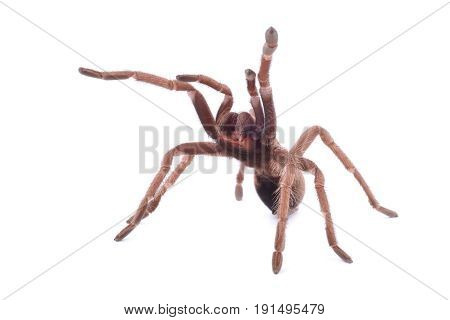 Hispaniolan Giant Tarantula (Phormictopus cancerides) young female