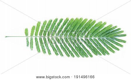 Climbing Wattle Acacia Cha-om on white background
