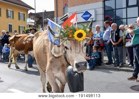 Cow Decorated With Flowers And Flags