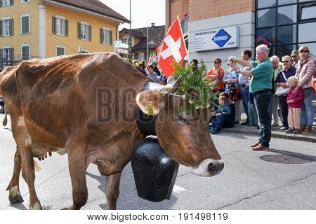 Cow Decorated With Flowers And Flags