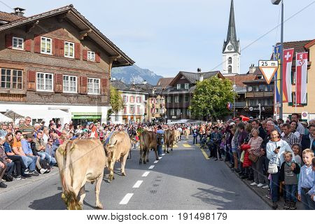 Farmers With A Herd Of Cows On The Annual Transhumance