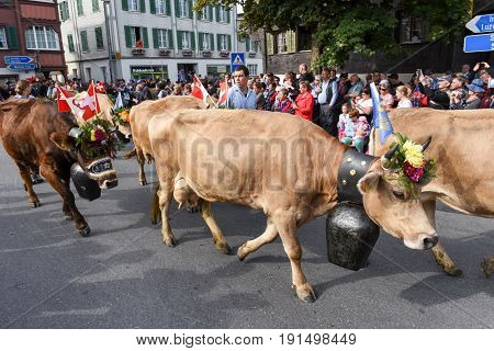 Farmers With A Herd Of Cows On The Annual Transhumance