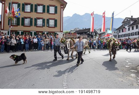 Farmers With A Herd Of Cows On The Annual Transhumance