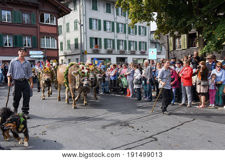 Farmers With A Herd Of Cows On The Annual Transhumance