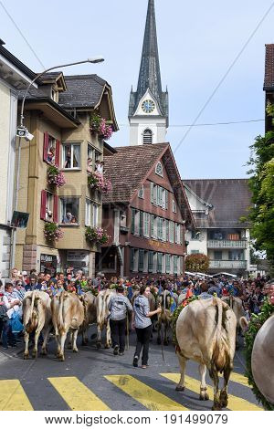 Farmers With A Herd Of Cows On The Annual Transhumance