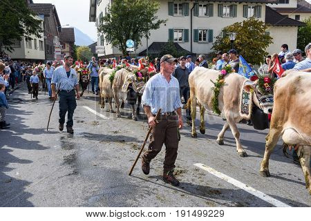 Farmers With A Herd Of Cows On The Annual Transhumance