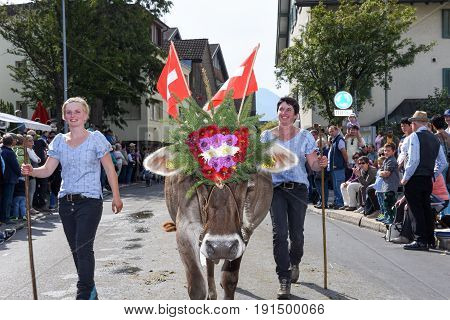 Farmers With A Herd Of Cows On The Annual Transhumance