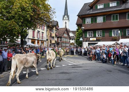 Farmers With A Herd Of Cows On The Annual Transhumance