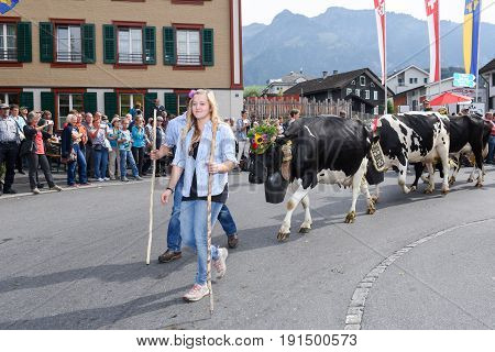 Farmers With A Herd Of Cows On The Annual Transhumance