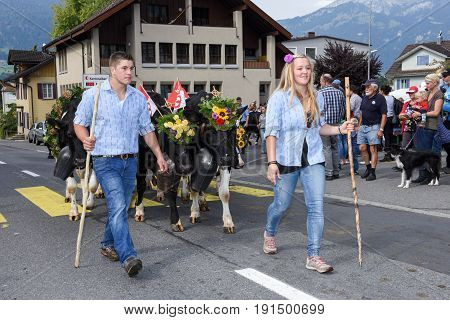 Farmers With A Herd Of Cows On The Annual Transhumance