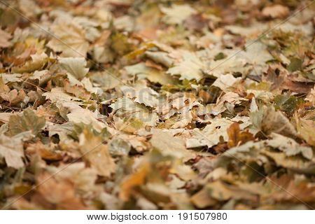 Fallen autumn leaves lay on the ground background