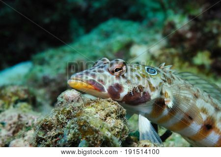 Latticed sandperch is lying on a piece of coral waiting for a haul, Panglao, Philippines