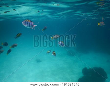 Under Sea. A Lot Of Little Fish Diving Under Water. Have Coral Putting On Seafloor. This Image For M