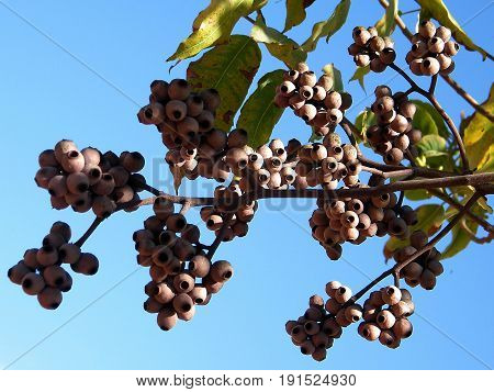 Eucalyptus torelliana tree in Kiryat Ono Israel