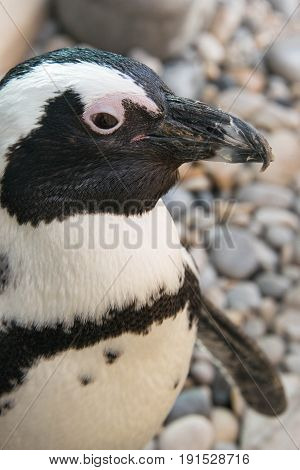 Close up of an African penguin in a penguin sanctuary in Gansbaai South Africa