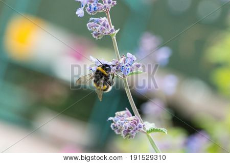 A White Tailed Bumble Bee On A Catmint Flower