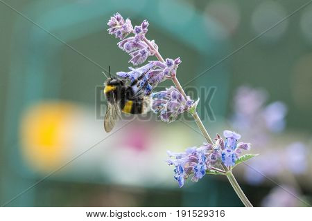 A White Tailed Bumble Bee On A Catmint Flower