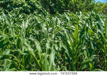 Small Corn Field Agriculture. Green Nature. Rural Farm Land In Summer