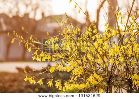 Forsythia flowers in front of with green grass and blue sky. Golden Bell, Border Forsythia (Forsythia x intermedia, europaea) blooming in spring garden bush. Rural.