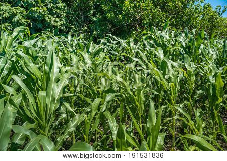 Small Corn Field Agriculture. Green Nature. Rural Farm Land In Summer