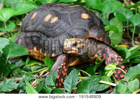 A red footed tortoise wonders through its environment looking for food