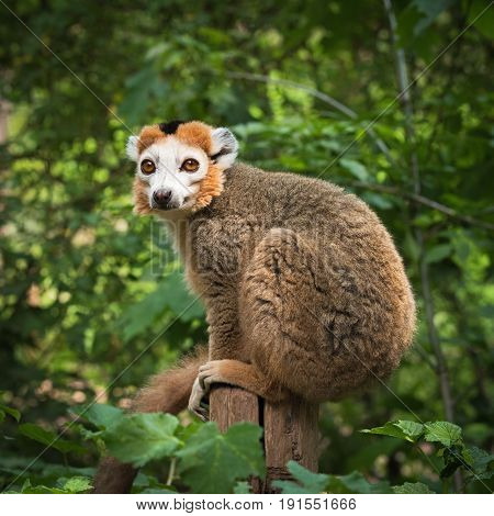 Portret of an adult male  crowned lemur (Eulemur coronatus) siting on a wooden post