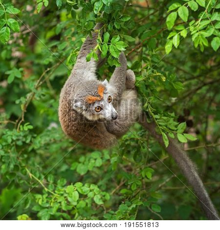 Adult female  crowned lemur (Eulemur coronatus) on a tree