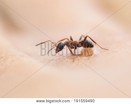 a small insect funny and dangerous ant crawling on the skin