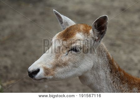 small deer at the local park in Anna Paulowna Netherlands