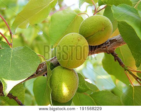 Unripe apricot, raw apricot, very sour raw apricot pictures, a handful of apricots, apricot tree green raw apricot fruit