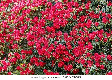Close up photo of blooming Rhododendron bush