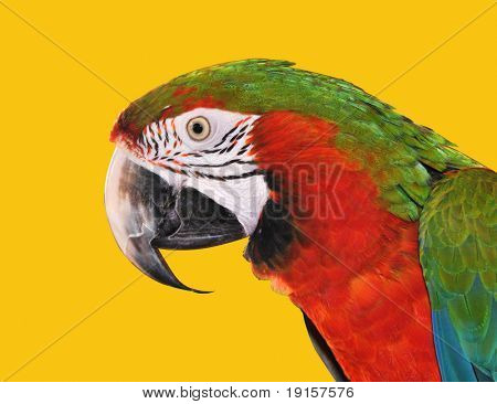 Papagei rot blau Macaw isoliert auf gelbem Grund