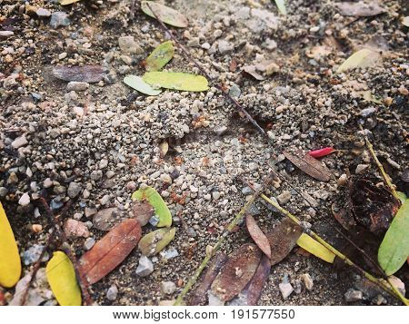 Ground with ants excavate nests, ant nest.
