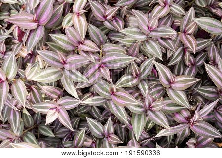 fresh tradescantia zebrina plant in nature garden