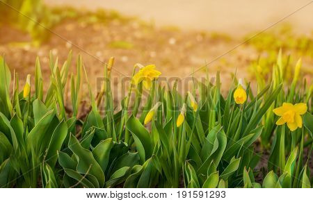 Spring blooming yellow daffodils or narcissuses. Natural floral background. Yellow and white Daffodils, Daffadowndilly, Narcissus field.
