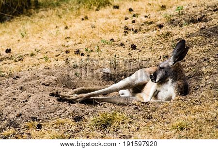Red Kangaroo Resting