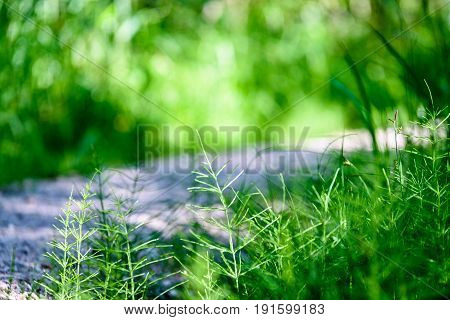 The Twigs Of Wild Plant Nettle Or Stinging Nettle Or Urtica Dioica In Summer