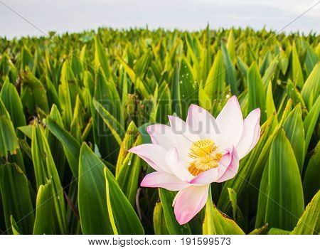Blooming lotus flowerwater lily among green leaves plant.in the lake.blur background.