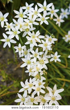 The Ornithogalum flowers closeup (Star of Bethlehem)