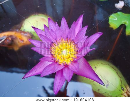 Purple lotus water lily fresh beautiful flower