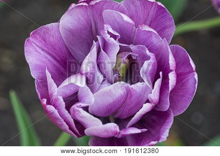 Pink Purple Peony flower - Paeonia mascula plant