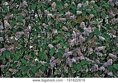 The ordinariy cherry blossoms white in the city garden