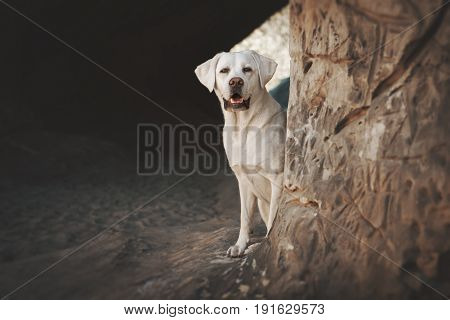 young beautiful labrador retriever dog puppy pet in the forest during a sunny hiking pause sitting in a cave