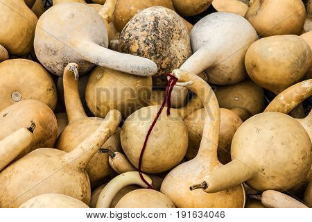 Calabash dried in bulk, decorative natural elements