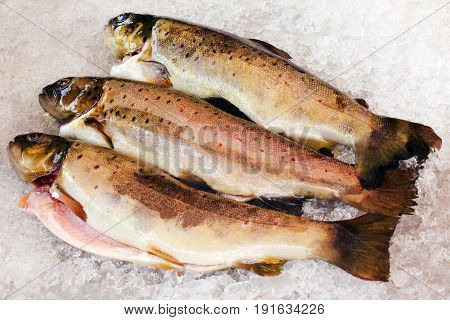 Norwegian fresh sea fish on the ice
