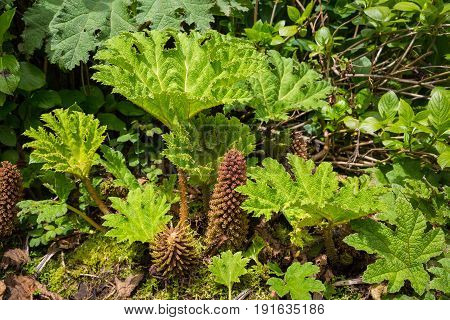Vegetation Of The Island Of Sao Miguel