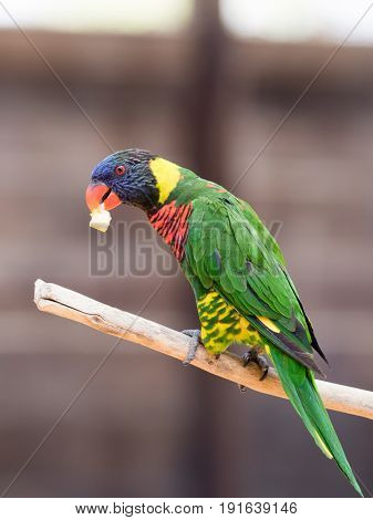 Parrot Lori - Loriinae - sits on a branch in an aviary for parrots at the Gan Guru Zoo in Kibbutz Nir David in Israel